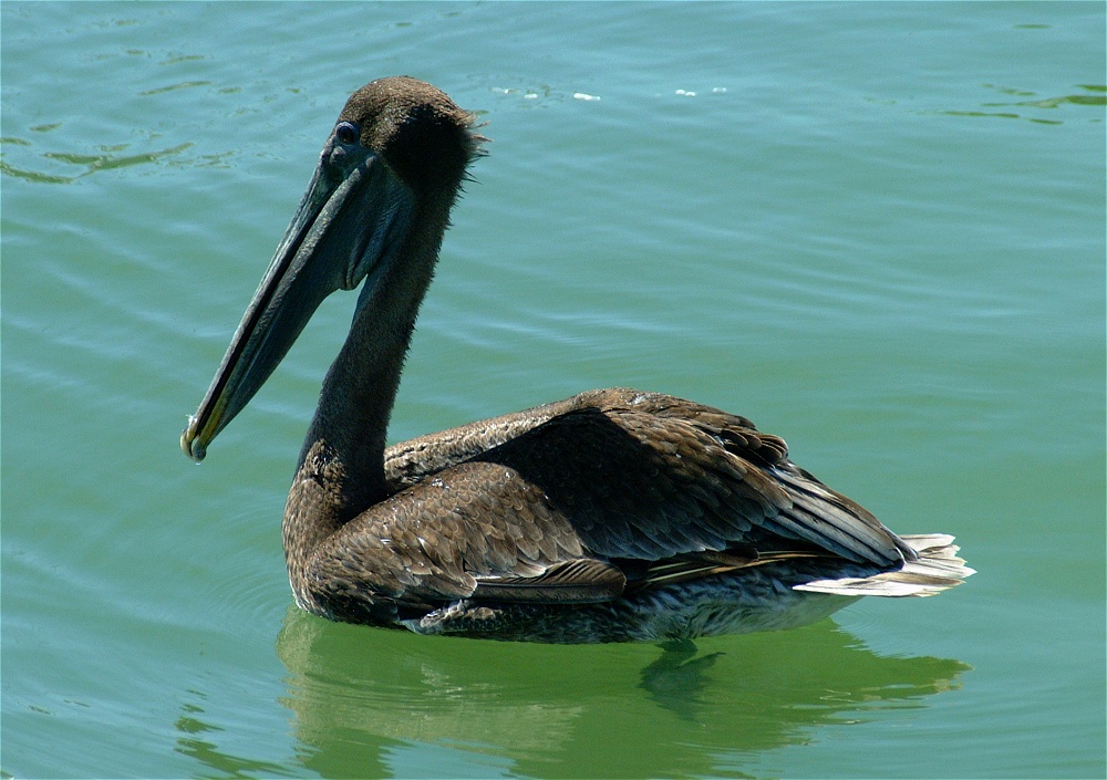 (06) Dscf1812 (brown pelican).jpg   (1000x705)   247 Kb                                    Click to display next picture